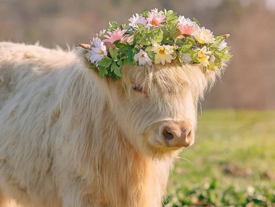 A Scottish Highland calf wearing a flower crown for a wedding at Cedar Pond Farms