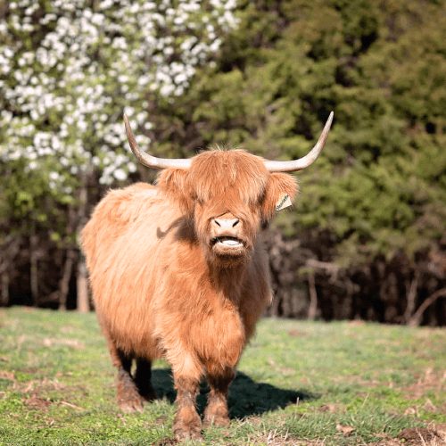 A guest brushing a Scottish Highland cow during an encounter at Cedar Pond Farms