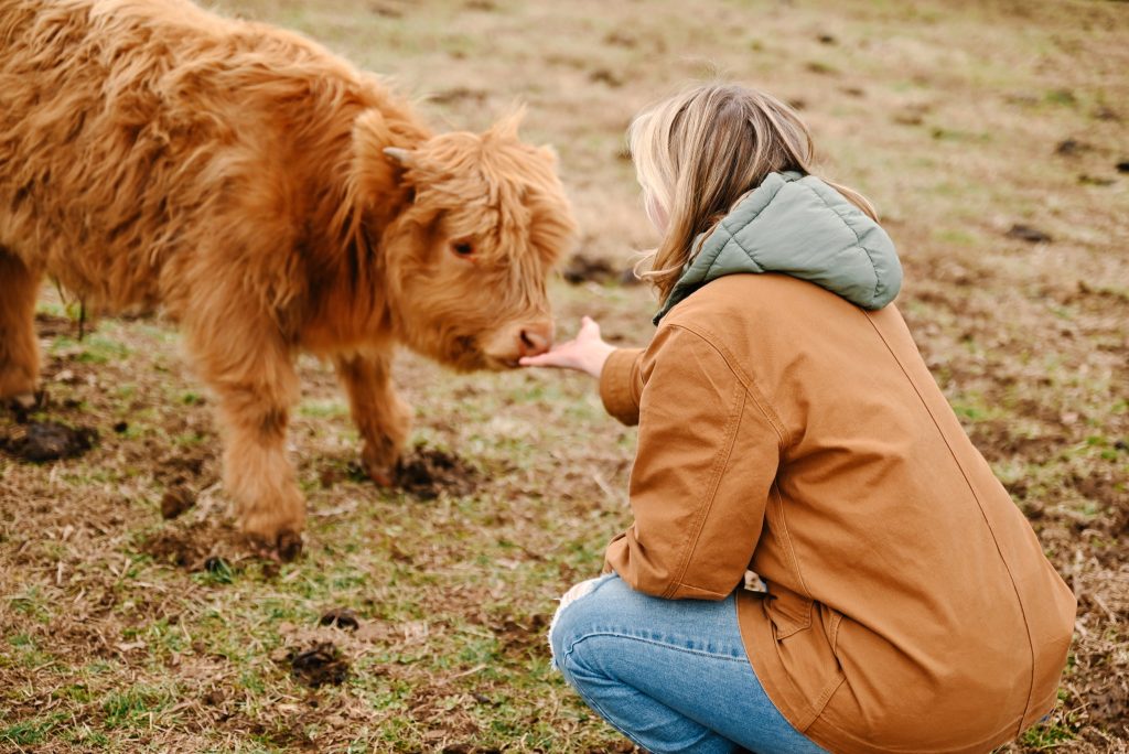A woman in a tan jacket crouches to pet a reddish-brown Highland cow in a grassy pasture.