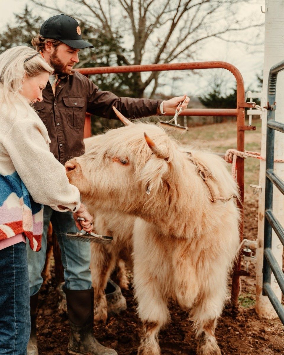 Scottish Highland cows reaching over the fence line to be hand-fed at the farm near the Smoky Mountains